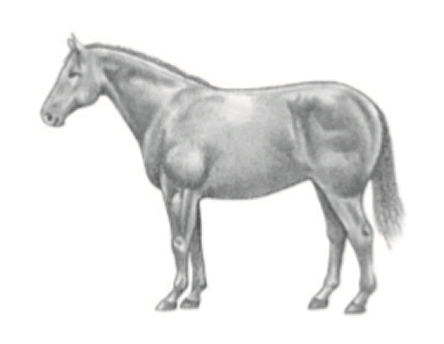 Horse in over weight condition