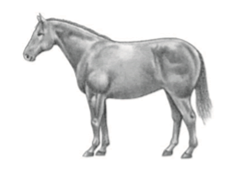 Horse in fleshy condition
