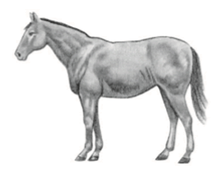 Horse in moderate condition