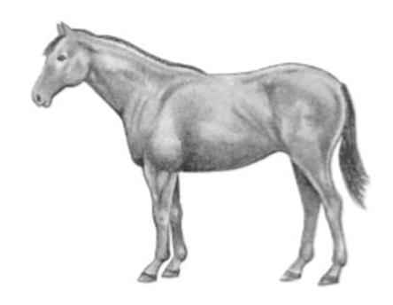 Horse in moderately fleshy condition