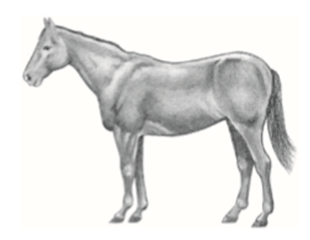 Horse in moderately thin condition
