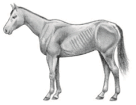 Horse in poor condition