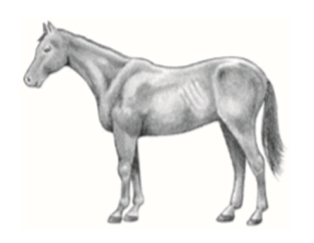 Horse in thin condition