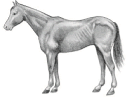 Horse in very thin condition