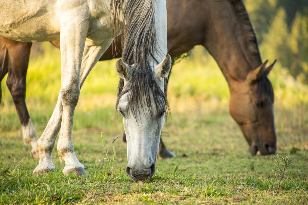 Late-Summer Grass: Why Fibre Still Matters
