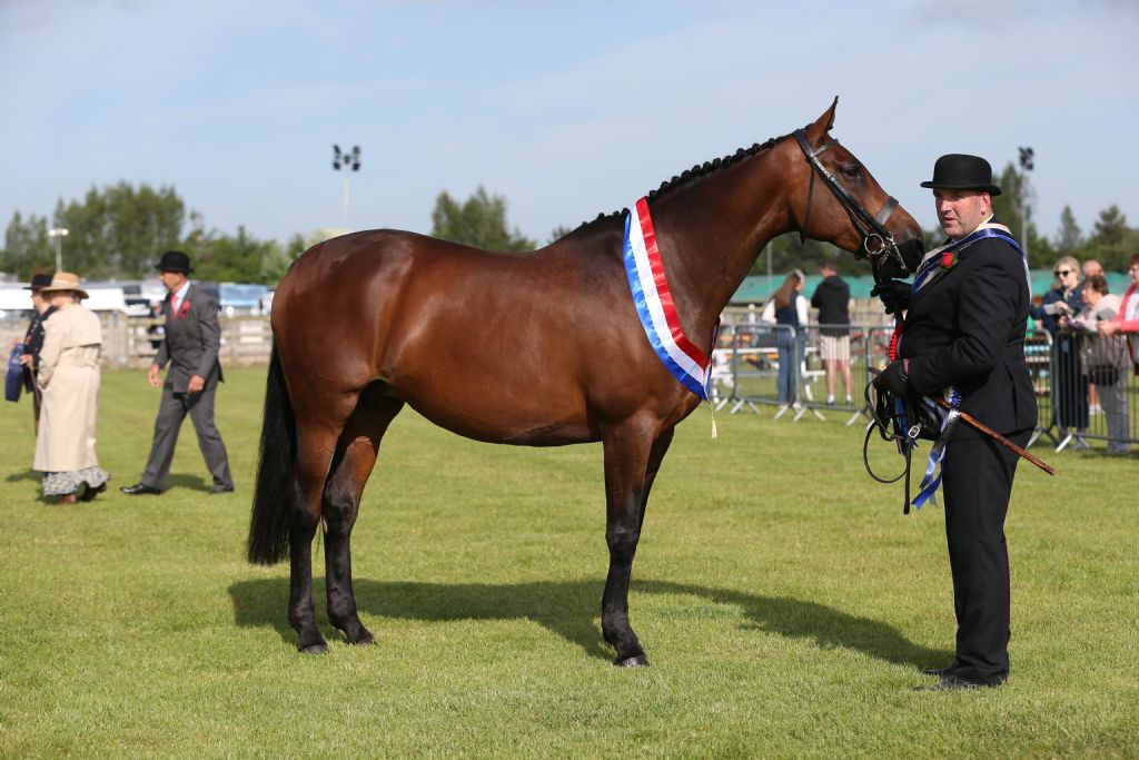 broodmare champ.JPG