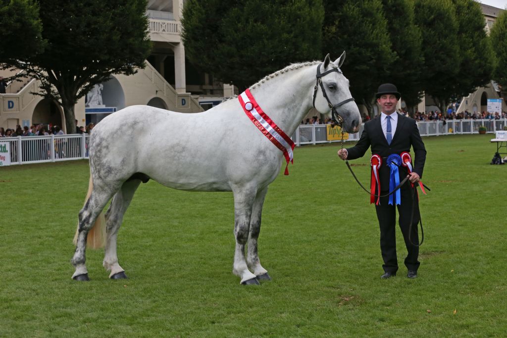 Dublin Horse Show - see you at the RDS!
