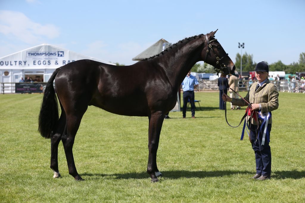 two year old champ.JPG